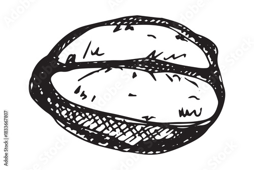 Hand drawn fresh roasted coffee bean Arabica robusta seed doodle Single element for print, web, design, decor