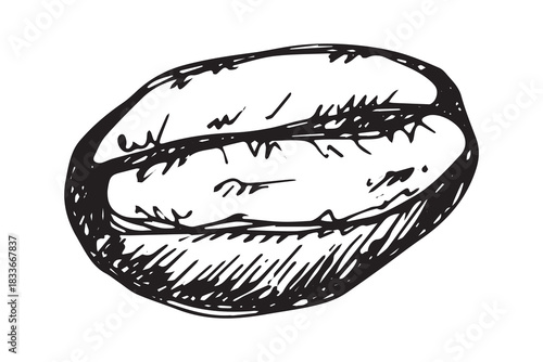 Hand drawn fresh roasted coffee bean Arabica robusta seed doodle Single element for print, web, design, decor