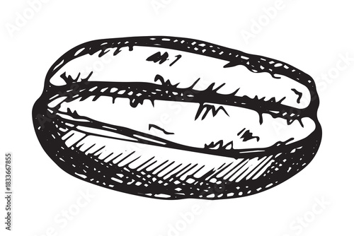 Hand drawn fresh roasted coffee bean Arabica robusta seed doodle Single element for print, web, design, decor