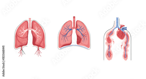 Set of human lungs and respiratory system illustrations showing anatomy and conditions like pulmonary circulation with the heart.