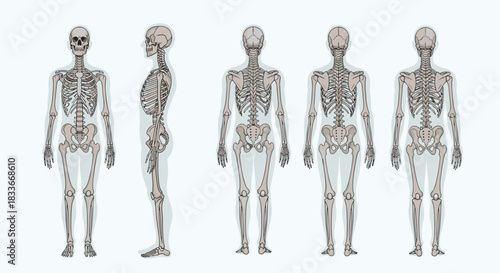 Complete human skeleton anatomy chart shown within a body silhouette from anterior, posterior, and lateral or side profile views.
