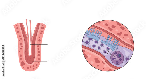 Anatomical diagram of intestinal villi, including a magnified cross-section showing microvilli, goblet cells, and cellular structure.