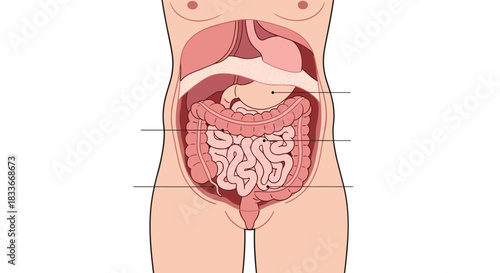 Labeled anatomical diagram of the human torso showing the arrangement of abdominal organs within the digestive and other systems.