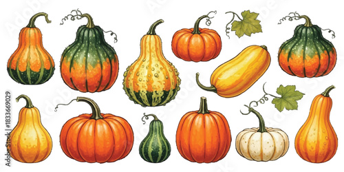 Colorful autumn gourds and pumpkins isolated on white background isolated on white background