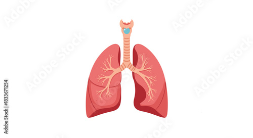 Simple animated graphic of the human lungs and trachea, illustrating the process of breathing, inhalation, and exhalation.