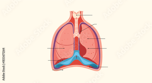 Labeled anatomical diagram of the human respiratory system, showing the lungs, diaphragm, trachea, and other parts of the chest cavity.