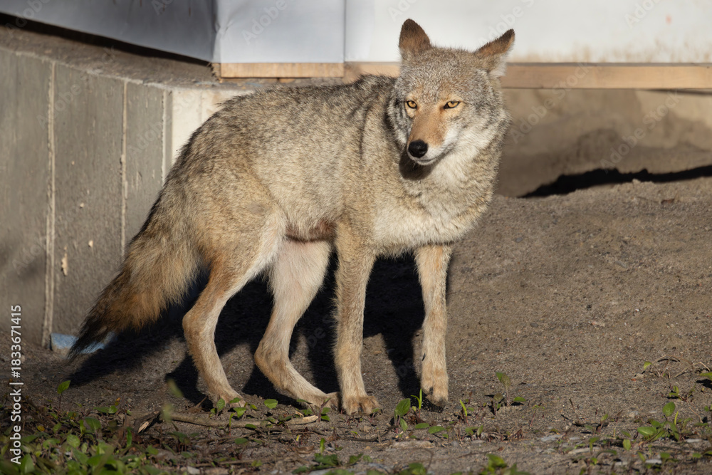 Fototapeta premium North American coyote Canis latrans standing in a construction site in southern Ontario Canada horizontal orientation