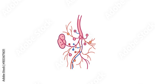 Simple medical diagram of a lymph node and the surrounding lymphatic system, showing vessels and the flow of lymph fluid for immunology.