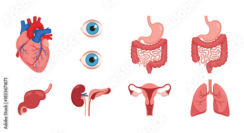 Collection of detailed human internal organs illustrations, including the heart, lungs, digestive system, kidneys, eyes, and uterus.