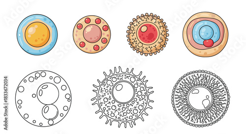 Collection of various ovum and cell illustrations, showing different stages or types in both colored and black and white line art styles.