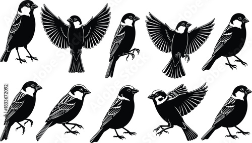 Collection of black and white sparrow illustrations in various poses bird silhouette