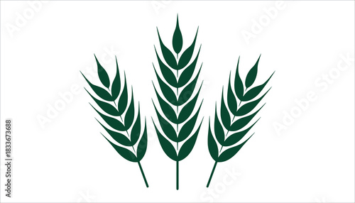 Three dark green wheat stalks on a white background grain plant