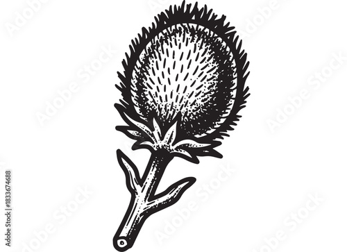 Detailed botanical illustration of a thistle flower with spiky texture, perfect for vintage designs, nature-themed projects, or elegant floral accents, a timeless botanical art piece, monochrome