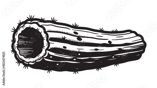 Intricate woodcut illustration of a cholla cactus section reveals sharp spines and detailed texture, perfect for nature illustrations, desert themes, and botanical studies with striking contrast