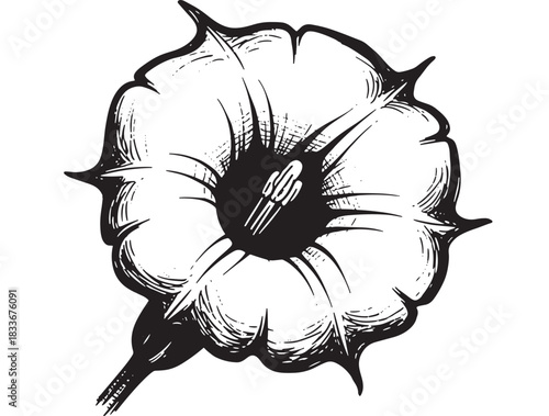 Elegant botanical art featuring a hand-drawn thorn apple flower blossom on white background, perfect for vintage designs and unique artistic projects with a touch of wild beauty