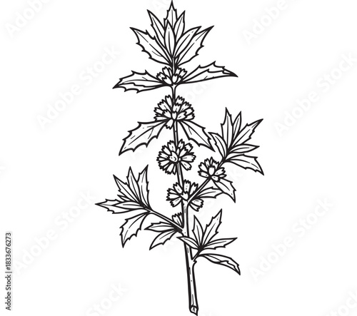Elegant botanical illustration of a flowering plant with detailed leaves, perfect for adding a touch of natural beauty to designs and bringing a fresh, organic feel to creative projects