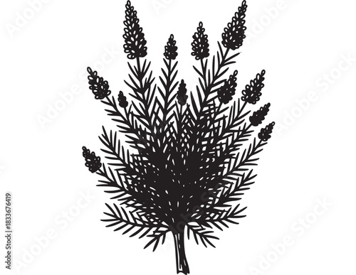 Elegant lavender sprigs in a hand-drawn style convey a natural, rustic charm perfect for invitations or branding projects, bringing a touch of organic beauty to your creative designs