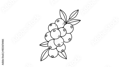 Simple black and white line art illustration of a cluster of round berries with leaves on a white background perfect for design elements