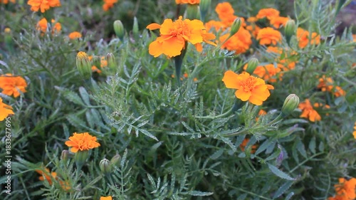 Marigold or Tagetes Erecta in a garden