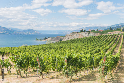 View of Okanagan Valley vineyards and Okanagan Lake from the Naramata Bench in summer