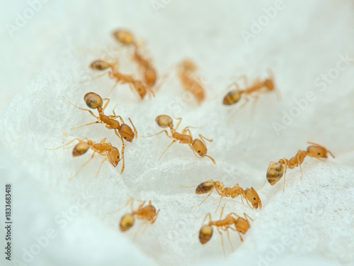 Small ants looking for food on used tissue from side view