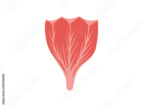 Human Deltoid or Multipennate Muscle Cells
