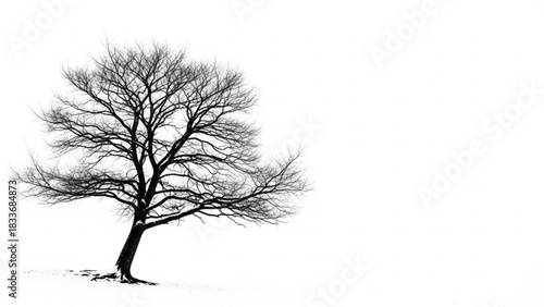 A solitary bare tree stands starkly against a bright white sky in a snow covered landscape during winter