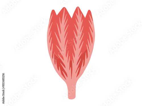 Multipennate Muscle Anatomy Cells
