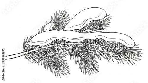 A detailed line drawing illustration of a pine branch covered in soft snow perfect for winter themed designs and holiday decorations