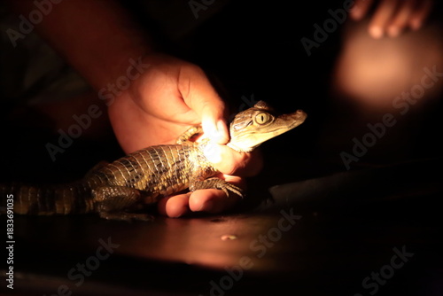 Closeup of Human hand Catching one wild little young wild Caiman at night in Amazon Jungle river, Brazil