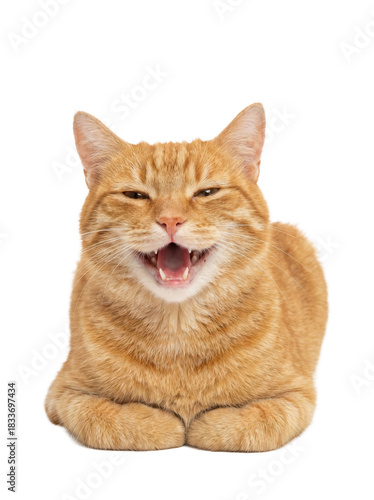 A smiling orange cat with a playful expression, lying down comfortably.