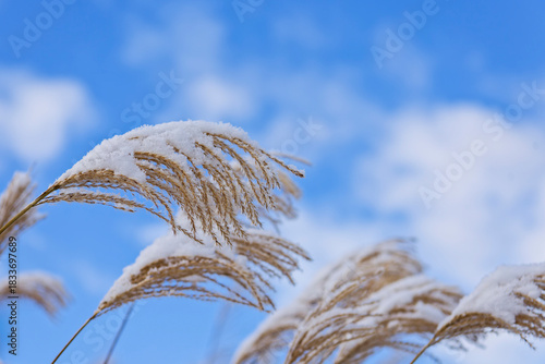 ススキの穂に雪が積もる