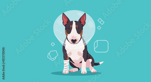 A brave Bull Terrier dog wearing an Elizabethan collar and a bandage on its leg, recovering against a vibrant teal background.