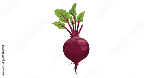 A fresh, whole beetroot with vibrant green leaves and a healthy taproot, depicted in a clear, isolated illustration.