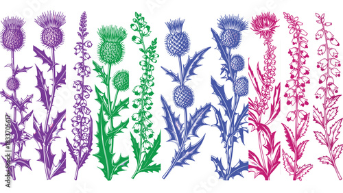 Colorful hand-drawn botanical collection of Scottish thistle and heather flowers in purple, green, blue, and magenta.