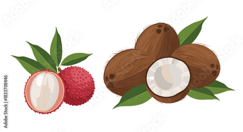 A beautiful illustration of exotic tropical fruits, featuring fresh lychee with its red peel and white flesh, and whole coconuts.