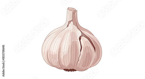 Detailed vector illustration of a whole, unpeeled garlic bulb with visible cloves, isolated on a clean white background.
