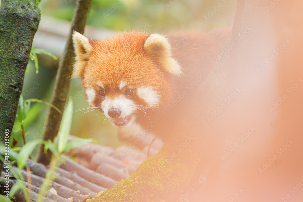 Fototapeta premium Cute Red Panda, Ailurus fulgens or lesser panda in forest at Chengdu Panda Breeding Research Center Dujiangyan. landmark and popular for tourists attractions in Chengdu, China. Travel and Vacation