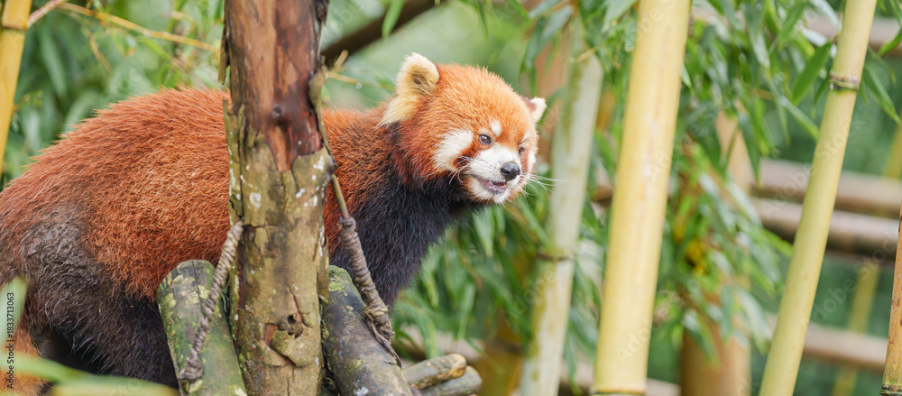 Naklejka premium Cute Red Panda, Ailurus fulgens or lesser panda in forest at Chengdu Panda Breeding Research Center Dujiangyan. landmark and popular for tourists attractions in Chengdu, China. Travel and Vacation