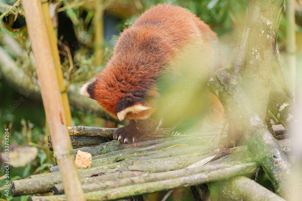 Naklejka premium Cute Red Panda, Ailurus fulgens or lesser panda in forest at Chengdu Panda Breeding Research Center Dujiangyan. landmark and popular for tourists attractions in Chengdu, China. Travel and Vacation