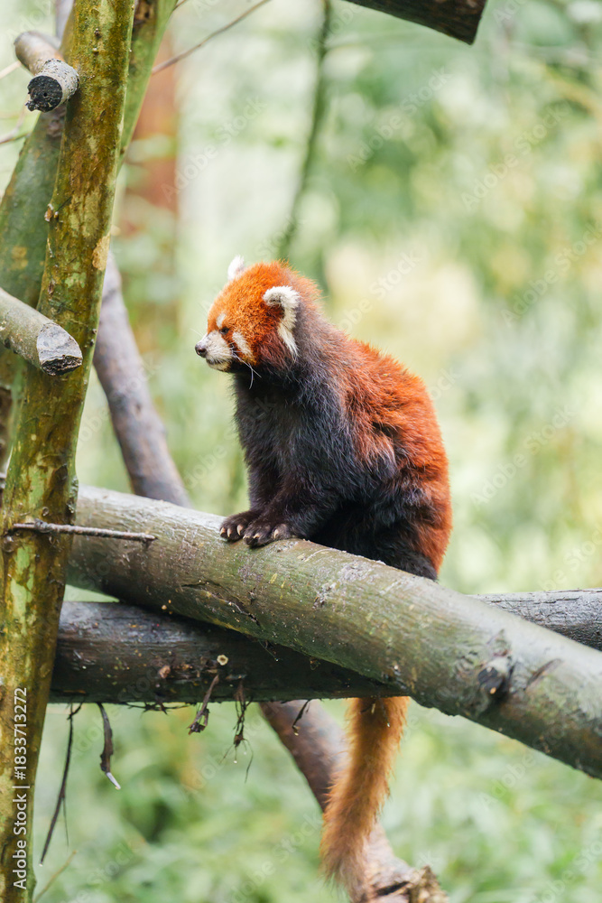 Naklejka premium Cute Red Panda, Ailurus fulgens or lesser panda in forest at Chengdu Panda Breeding Research Center Dujiangyan. landmark and popular for tourists attractions in Chengdu, China. Travel and Vacation