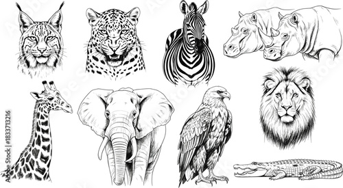Extensive Vector Collection of Detailed Engraving Style African Wildlife and Jungle Animals, Including a Lion, Elephant, Giraffe, Rhinoceros, Zebra, Leopard, Lynx, Eagle, and a Crocodile