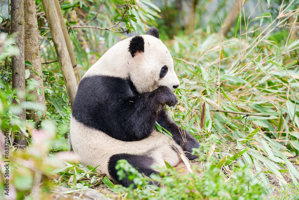 Naklejka premium Cute Giant Panda, Ailuropoda melanoleuca or panda bear in forest at Chengdu Panda Breeding Research Center Dujiangyan. landmark and popular for tourists attractions in Chengdu, China.