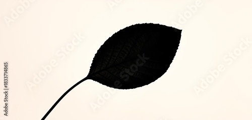 Silhouette of a single leaf, sharply defined against a light background,   vegetation,  botany