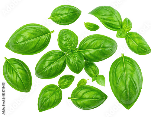 Group of vibrant, fresh basil leaves on black
