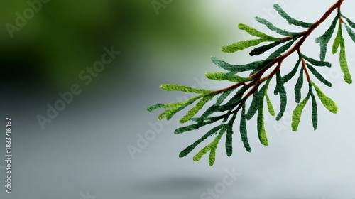 Close up of a delicate green evergreen branch with small needles against a soft gradient background
