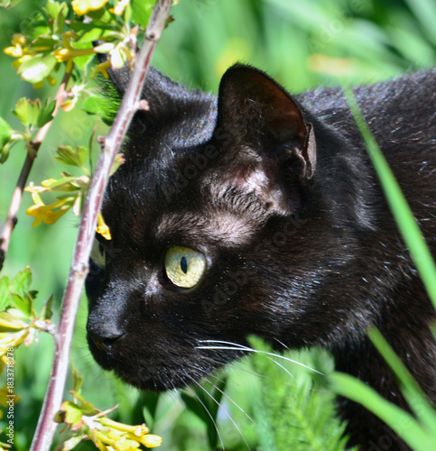 Black domestic cat hunting in the grass