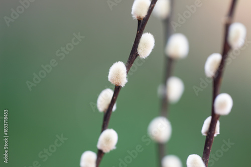 Tableau sur toile Fluffy willow catkins symbol of spring season
