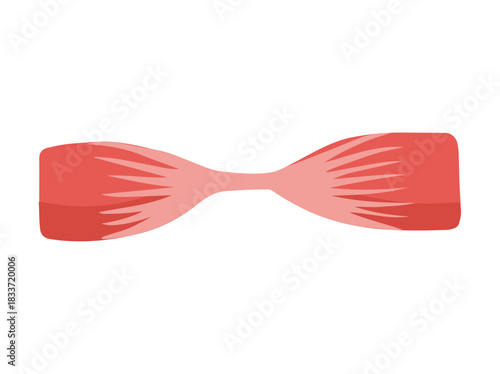 Human Digastric Muscle Anatomy Cells
