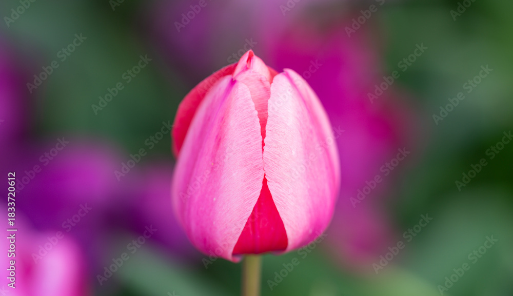 Obraz premium Tulips blooming in a flowers field. Spring banner. Pink tulips in a green meadow. Spring season background. Tulips wallpaper. Mothers day banner. Tulips with vivid natural red colors.